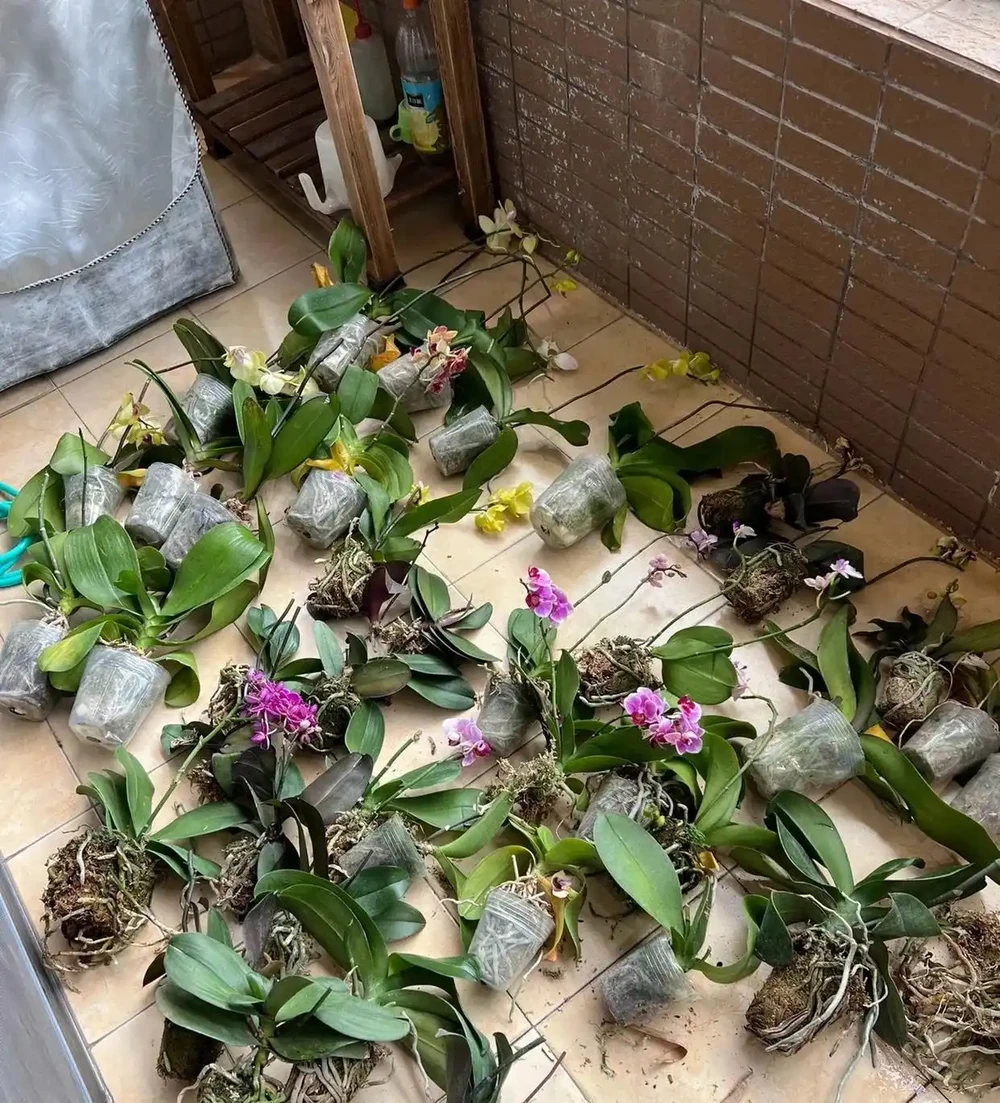被網友的窗臺養蝴蝶蘭折服了，100個奶茶杯，打造出窗臺花園！