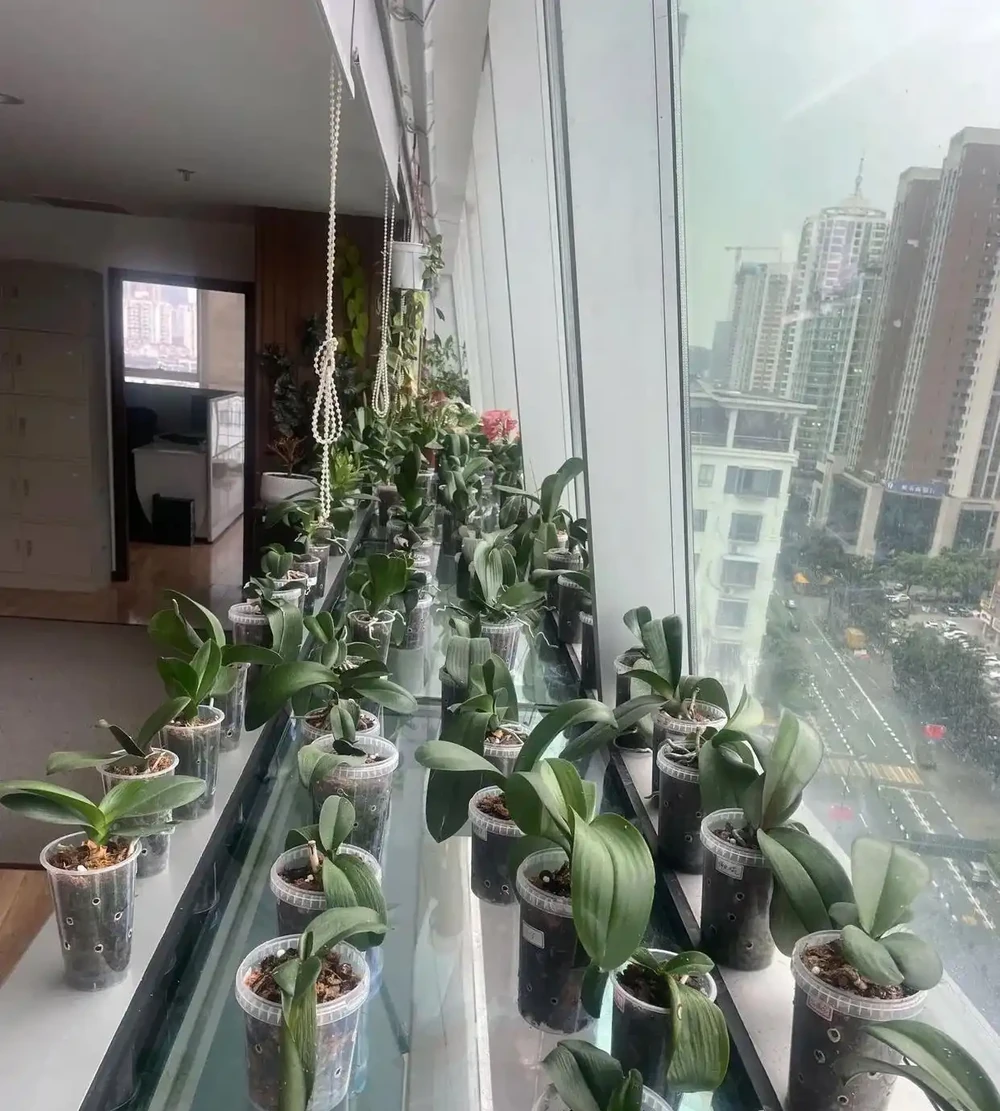 被網友的窗臺養蝴蝶蘭折服了，100個奶茶杯，打造出窗臺花園！