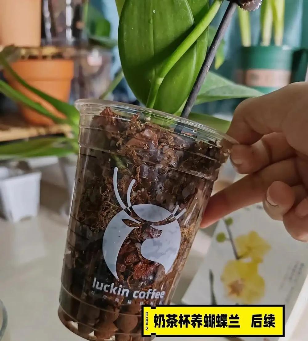 被網友的窗臺養蝴蝶蘭折服了，100個奶茶杯，打造出窗臺花園！