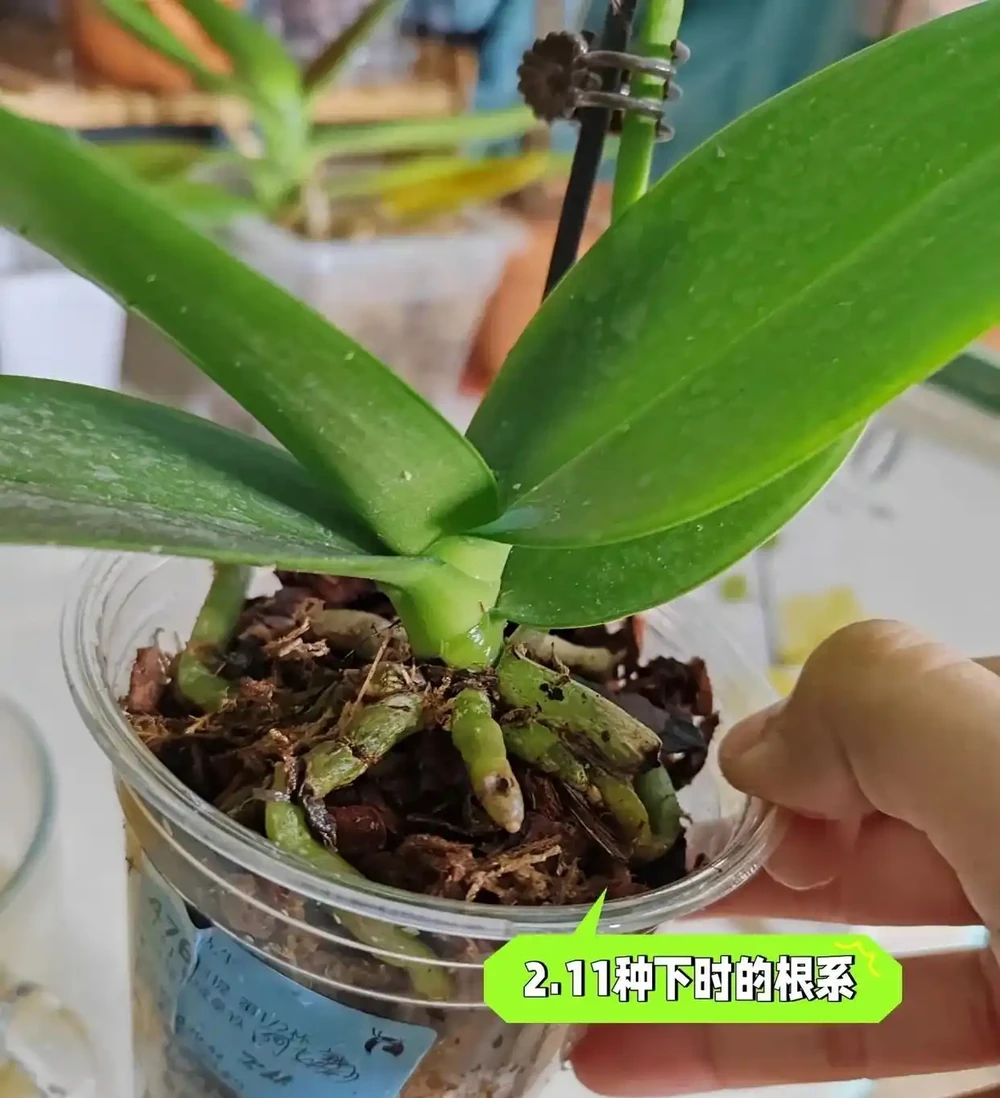 被網友的窗臺養蝴蝶蘭折服了，100個奶茶杯，打造出窗臺花園！