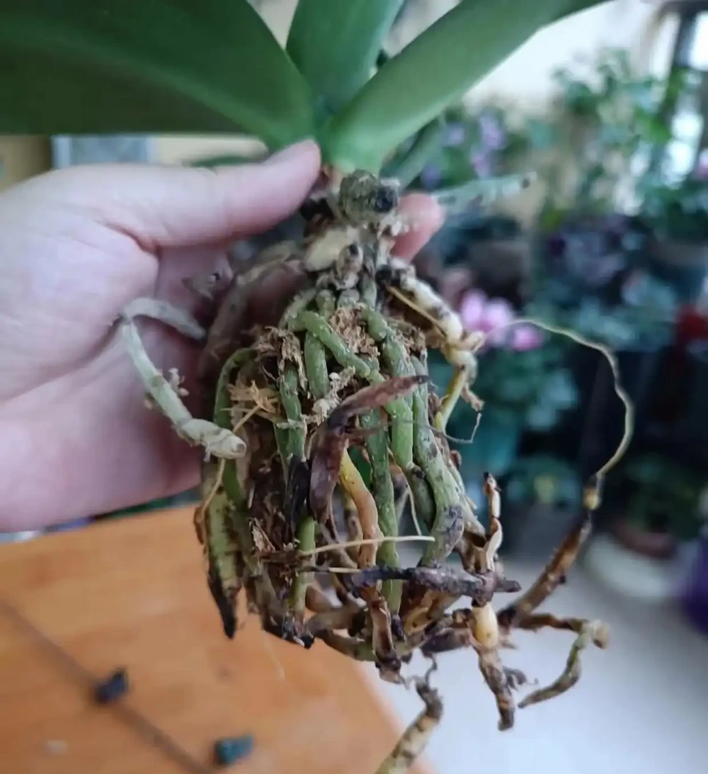 被網友的窗臺養蝴蝶蘭折服了，100個奶茶杯，打造出窗臺花園！