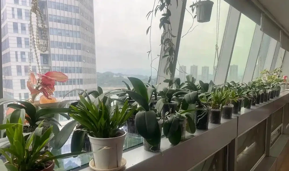 被網友的窗臺養蝴蝶蘭折服了，100個奶茶杯，打造出窗臺花園！