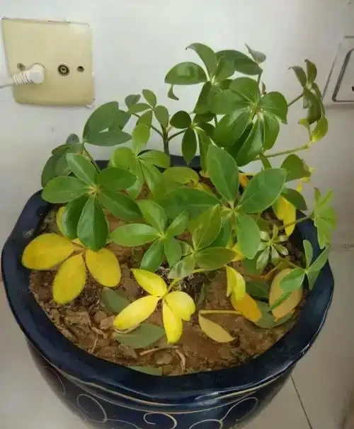 鴨爪木黃葉落葉，原因及解法大揭秘