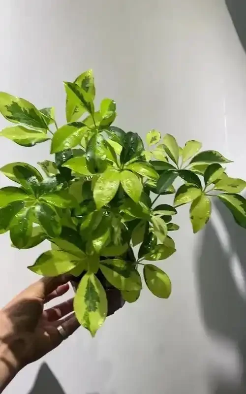 鴨爪木黃葉落葉，原因及解法大揭秘