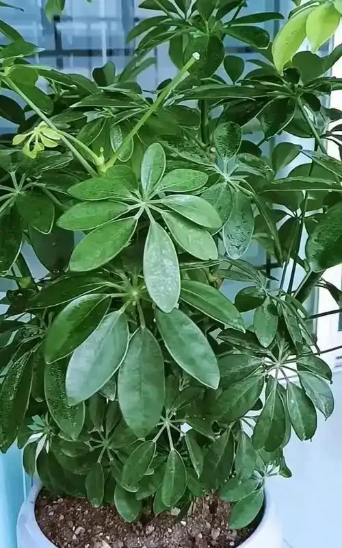 鴨爪木黃葉落葉，原因及解法大揭秘