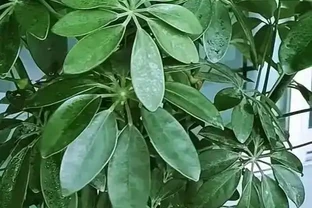 鴨爪木黃葉落葉，原因及解法大揭秘