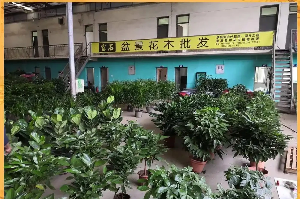 冬季玫瑰養護全攻略：從修剪到防寒全面指南