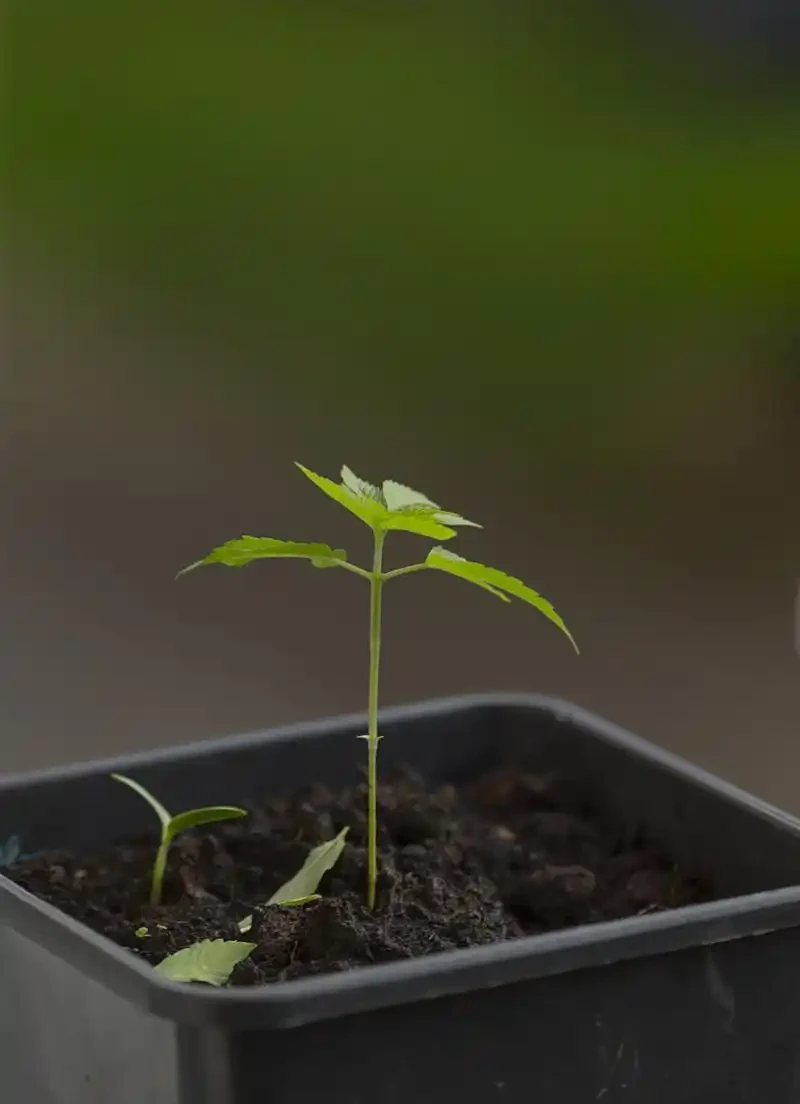 玫瑰長芽又蔫後還能活嗎