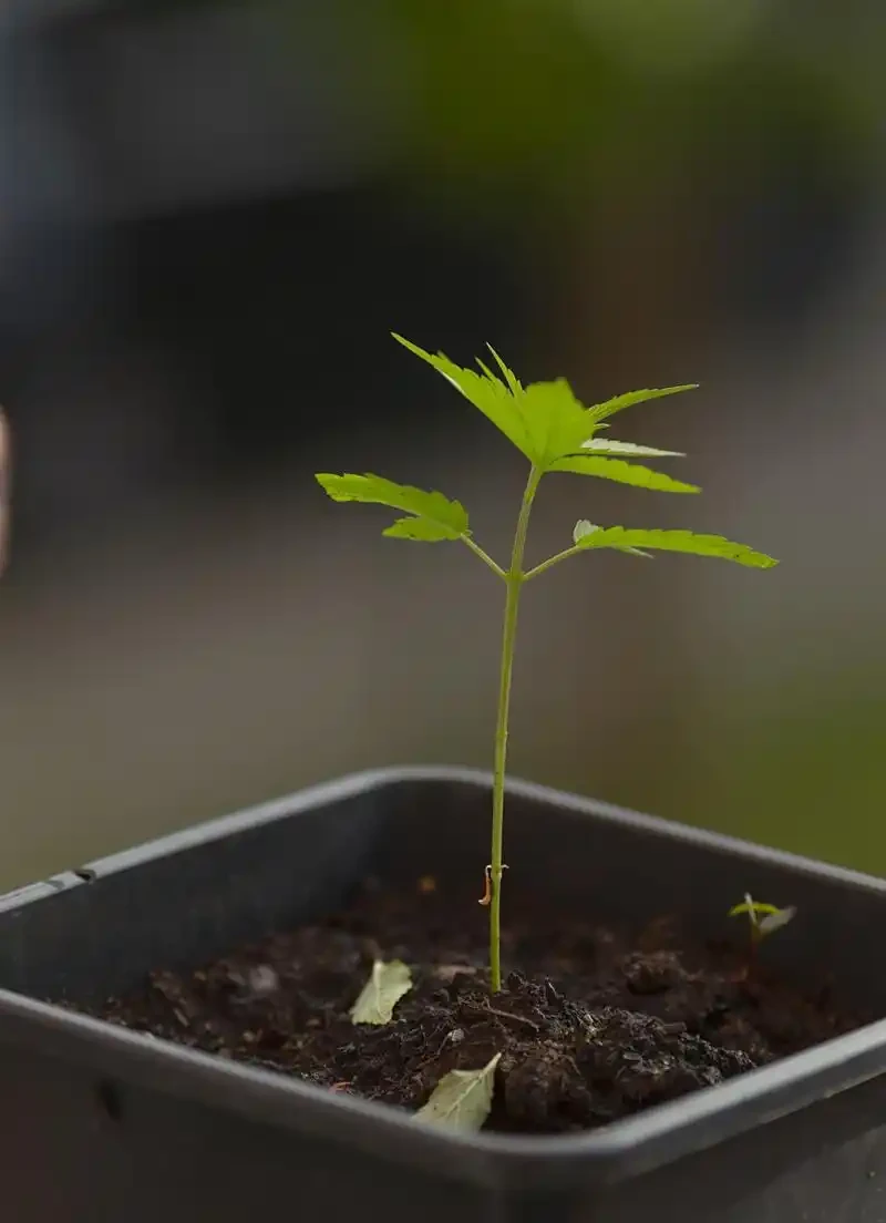 玫瑰長芽又蔫後還能活嗎