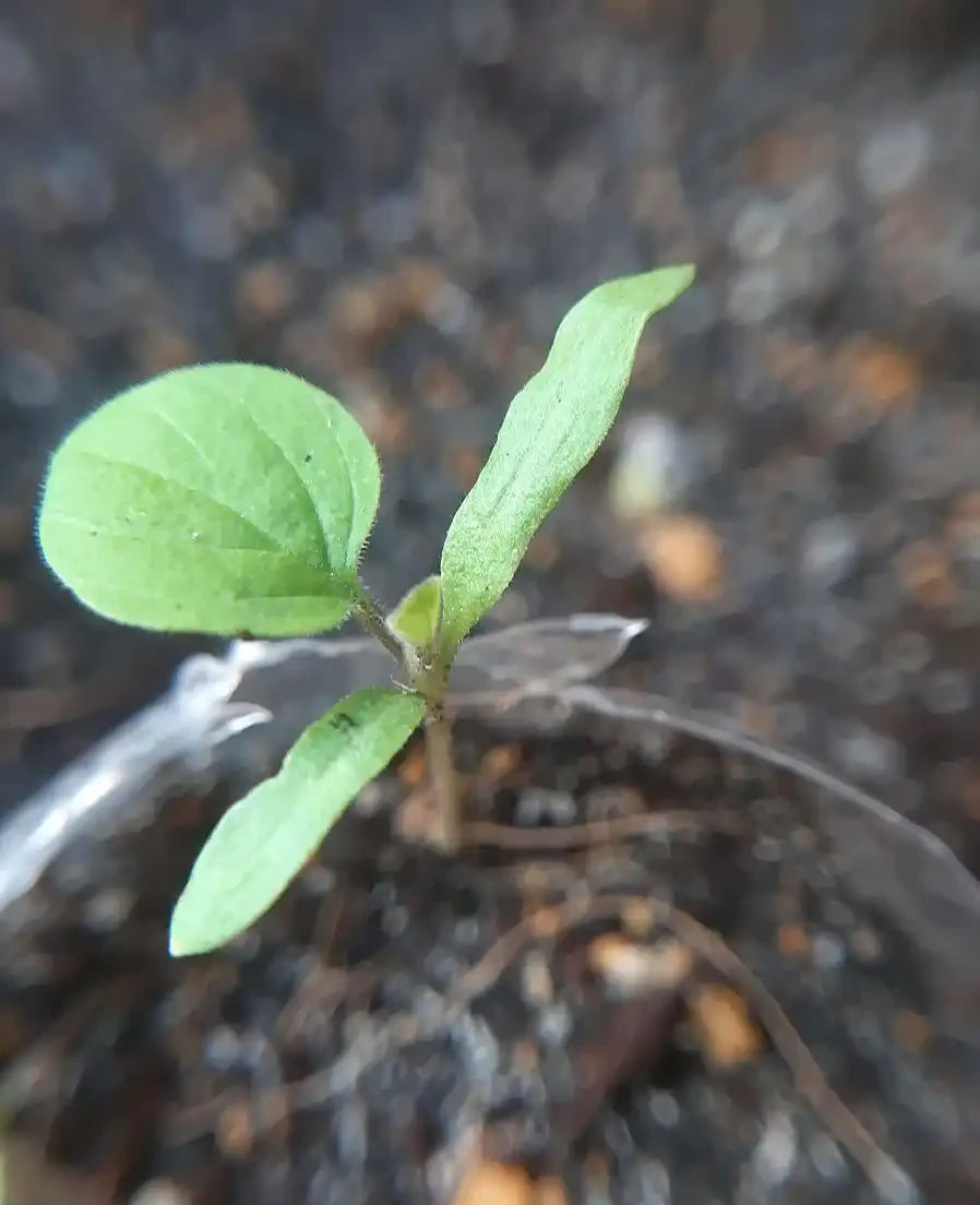 玫瑰長芽又蔫後還能活嗎