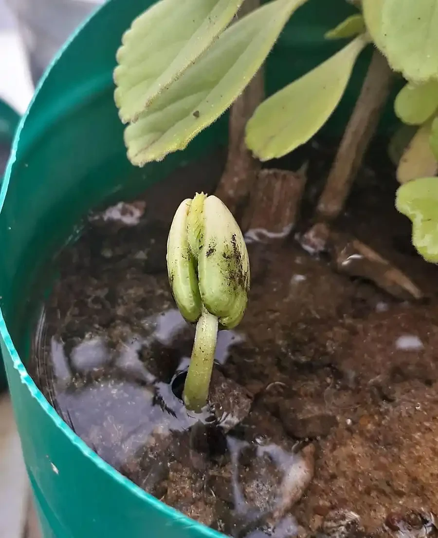 玫瑰長芽又蔫後還能活嗎