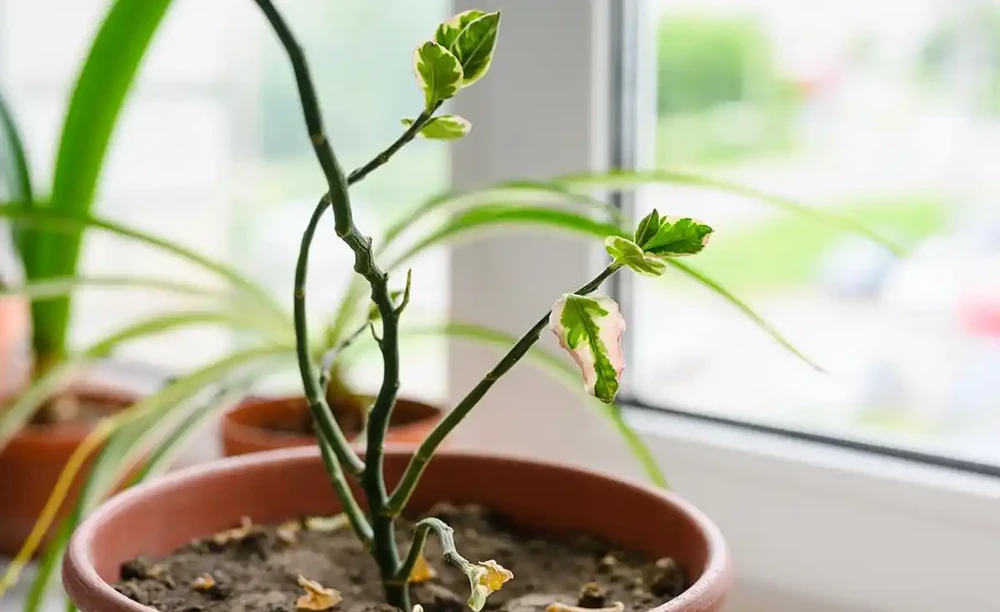 玫瑰長芽又蔫後還能活嗎
