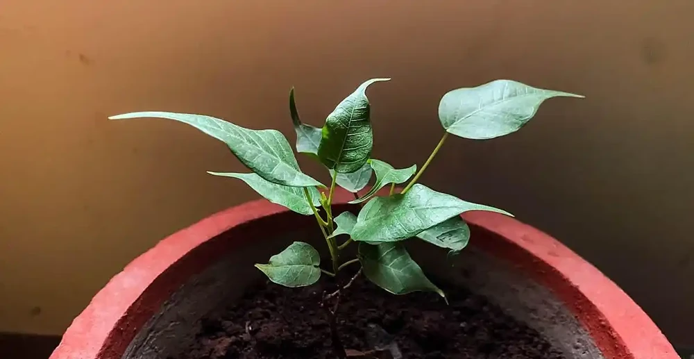 玫瑰長芽又蔫後還能活嗎