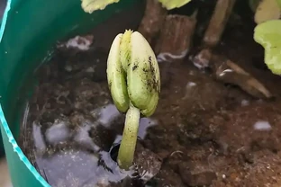 玫瑰長芽又蔫後還能活嗎