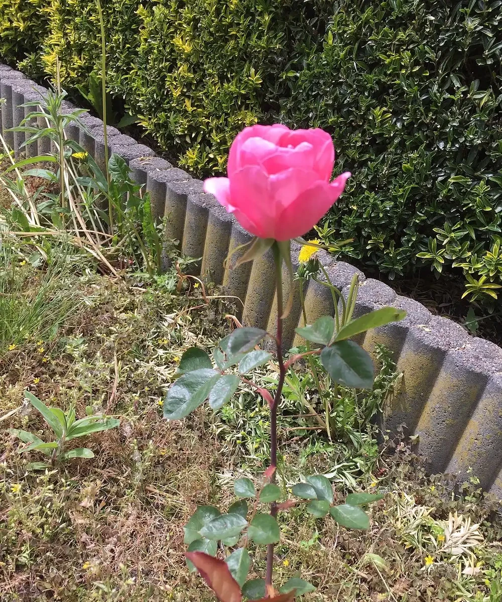 玫瑰花澆水正確方法
