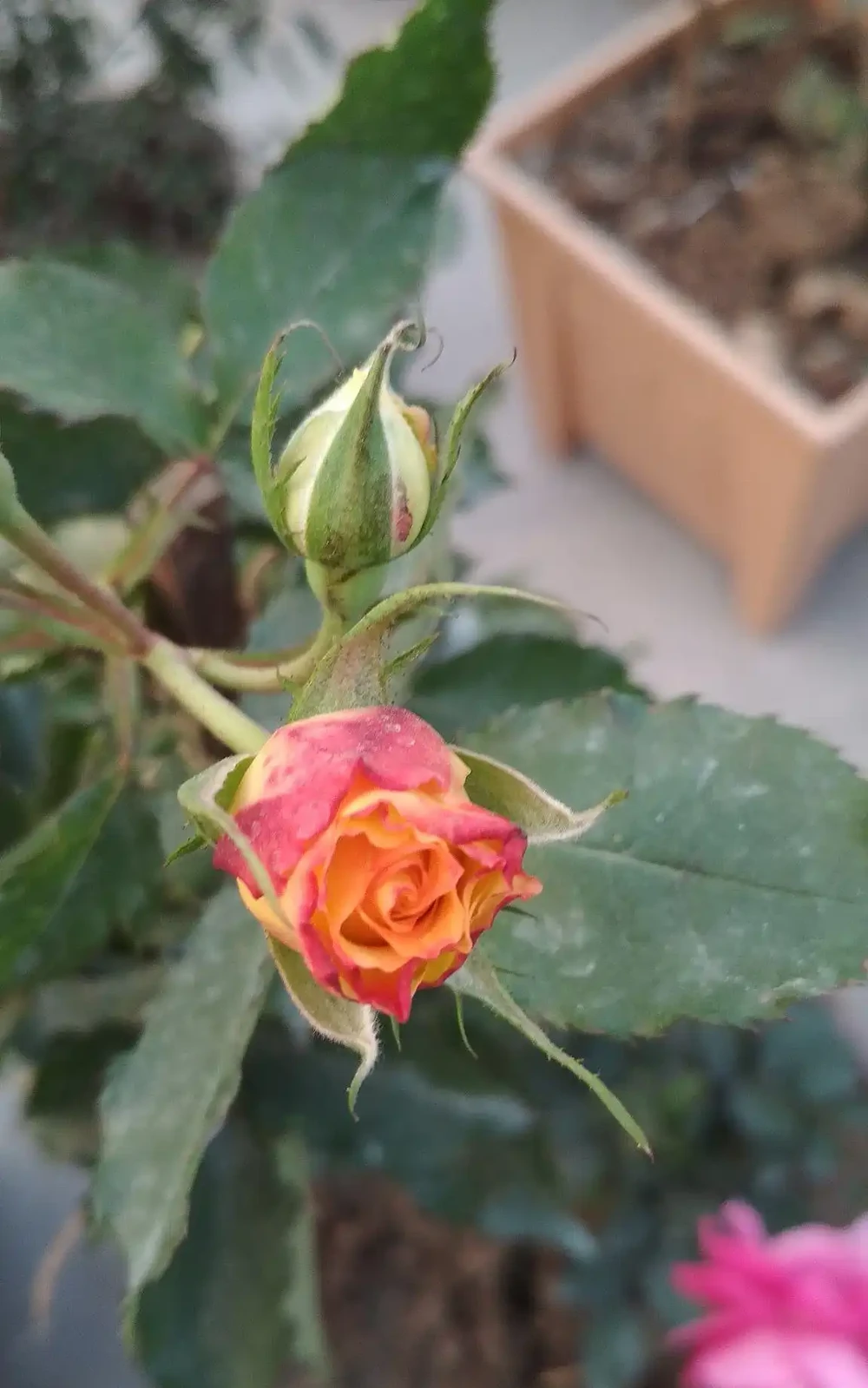 玫瑰花澆水正確方法