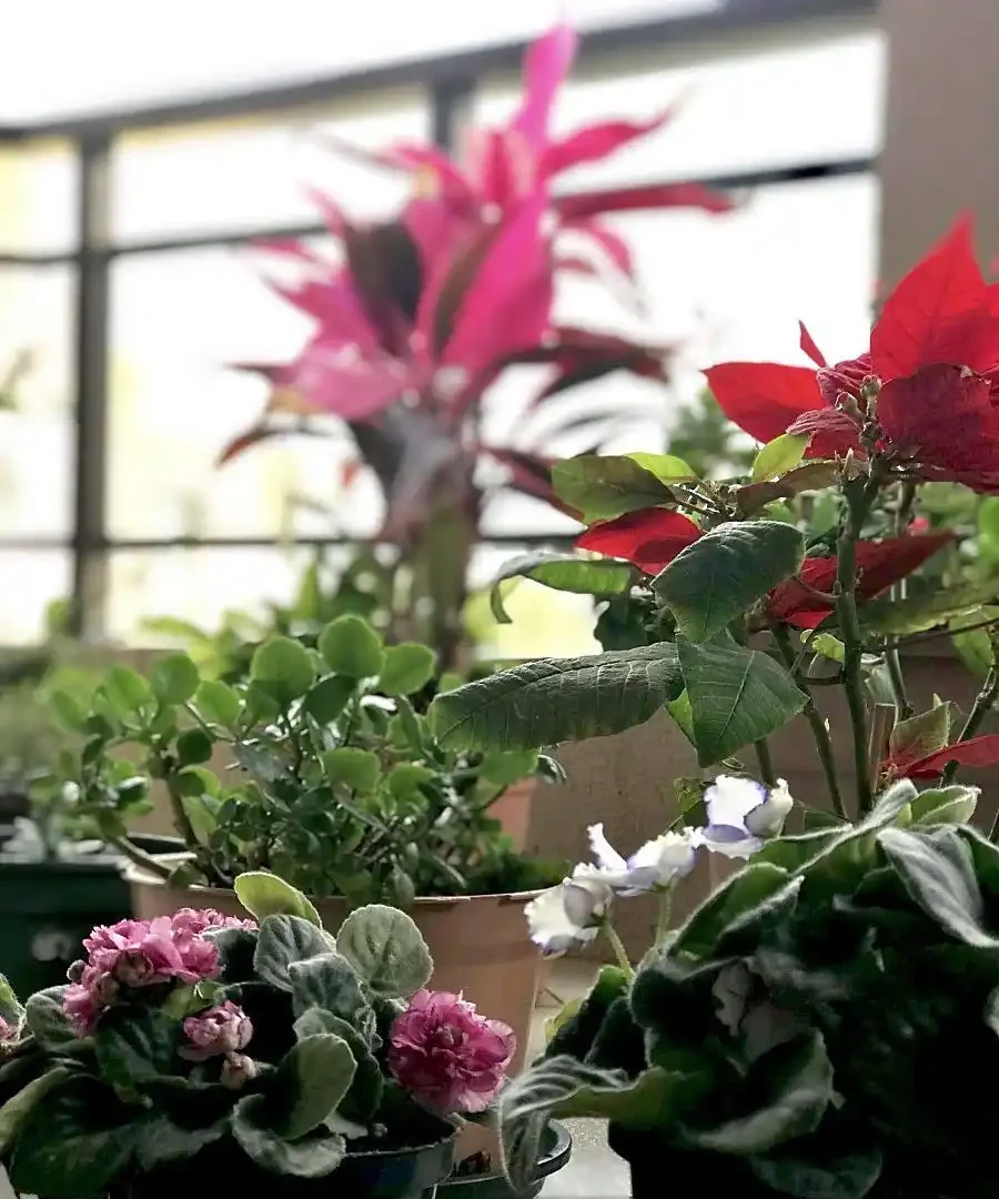 玫瑰花澆水正確方法