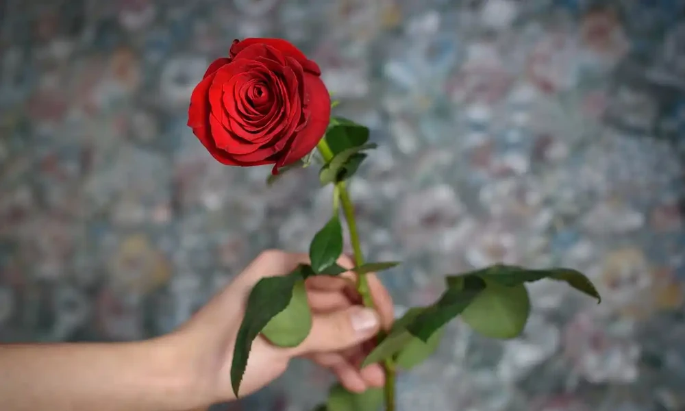 玫瑰花澆水正確方法