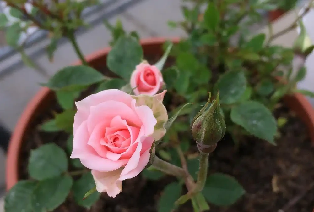 玫瑰花澆水正確方法