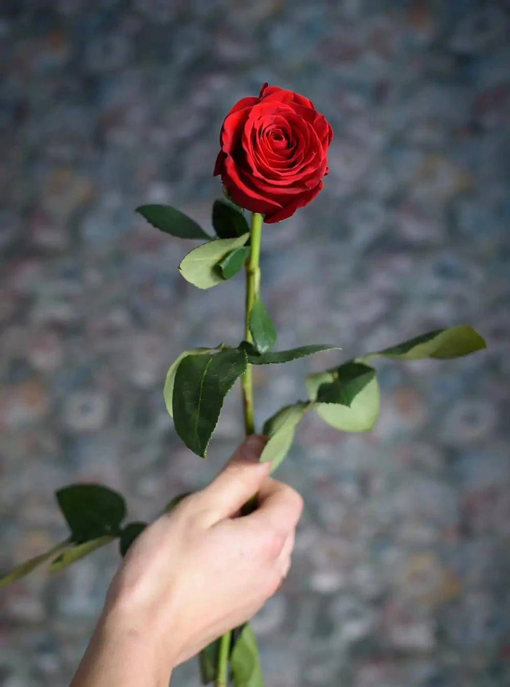玫瑰花澆水正確方法