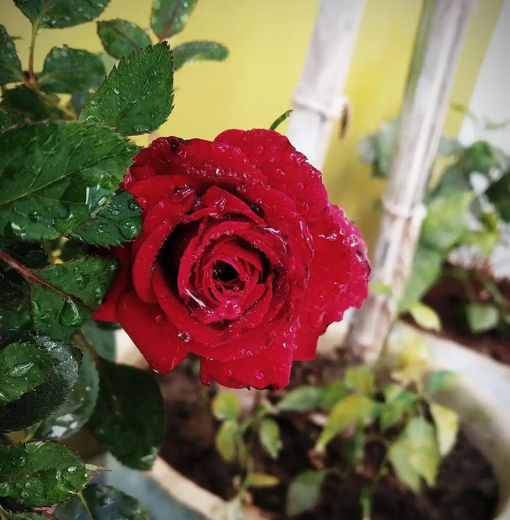 玫瑰花澆水正確方法