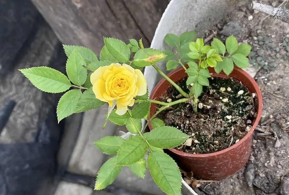 玫瑰花澆水正確方法