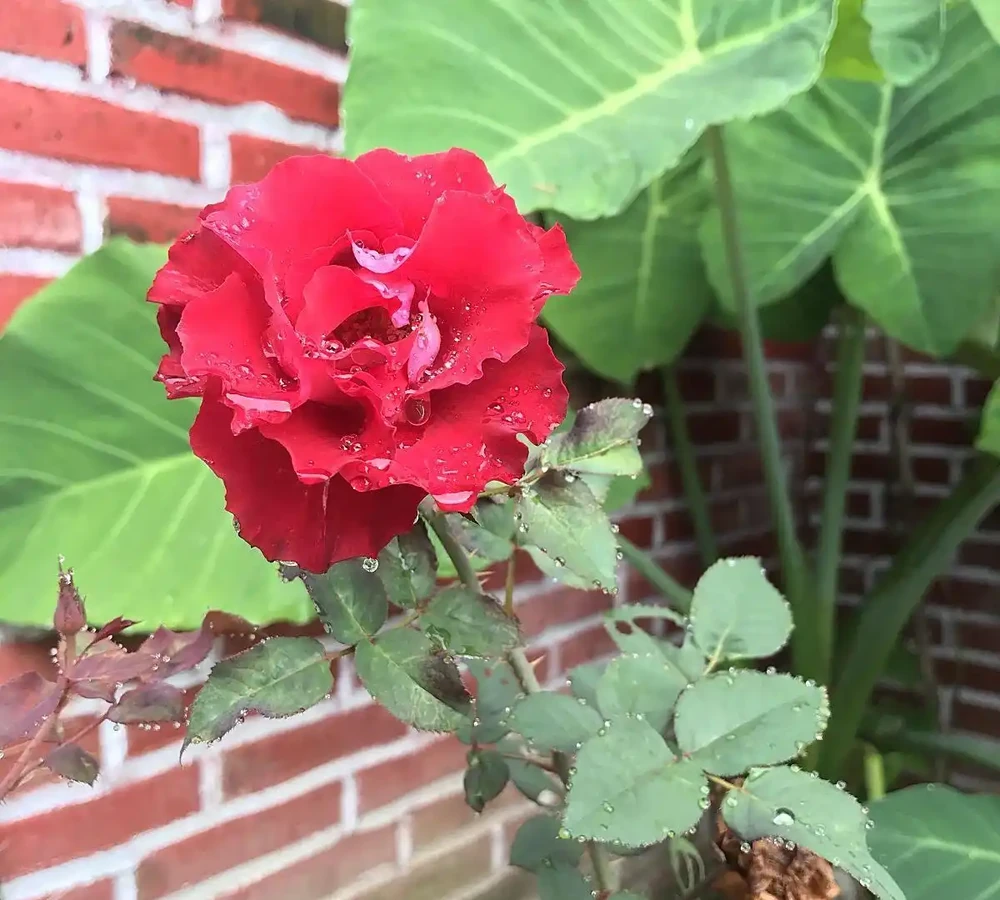 玫瑰花澆水正確方法