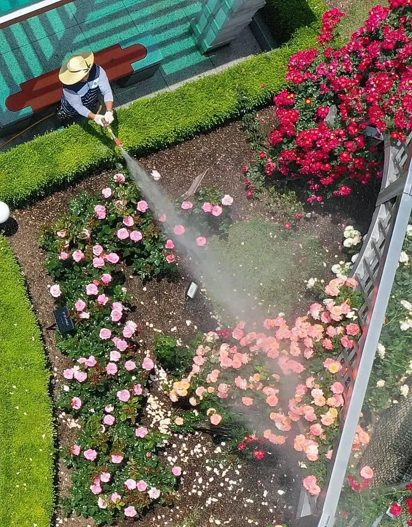 玫瑰花澆水正確方法