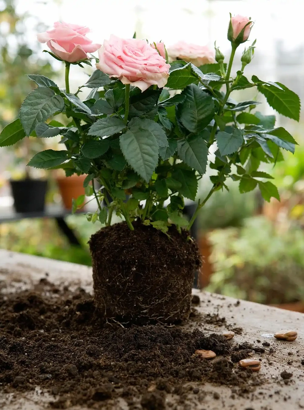 玫瑰花澆水正確方法