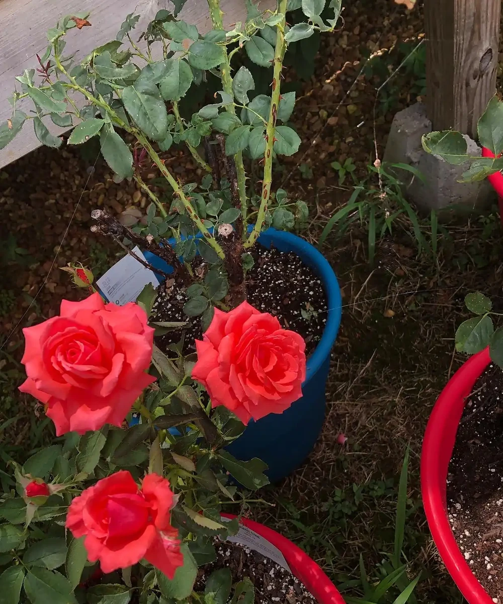 玫瑰花澆水正確方法