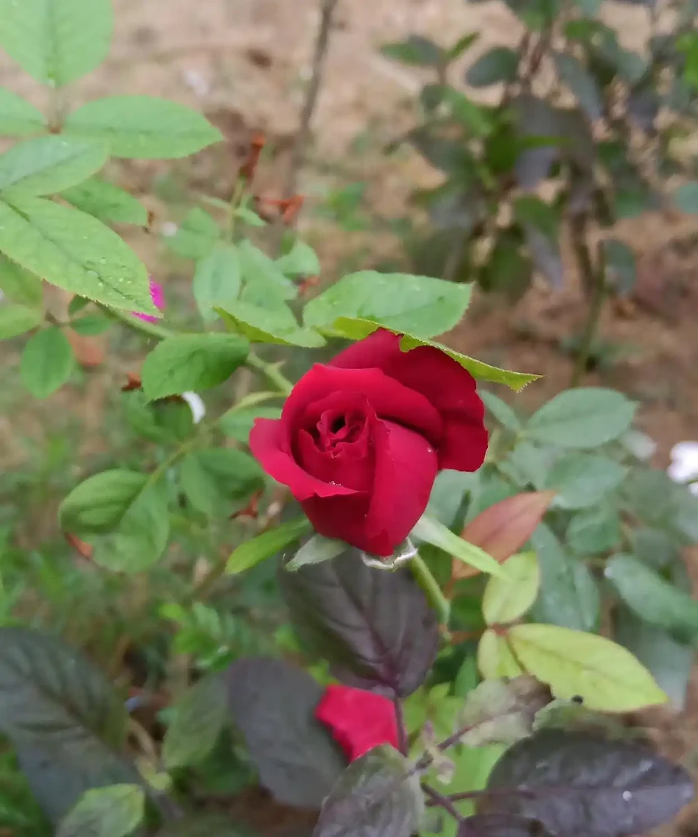 玫瑰花澆水正確方法
