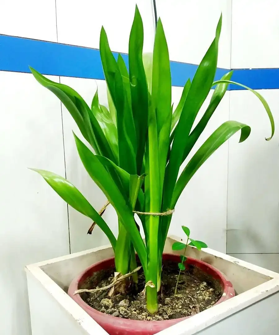 金鑽能水耕嗎