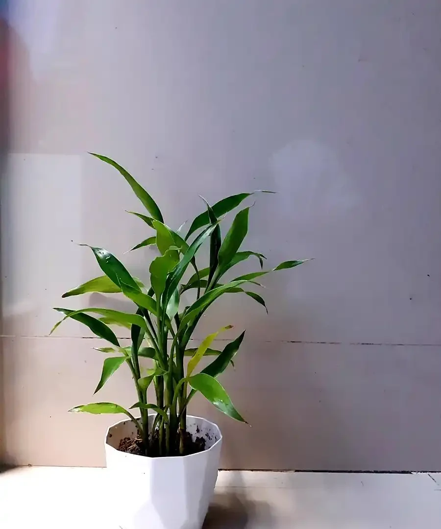 金鑽能水耕嗎