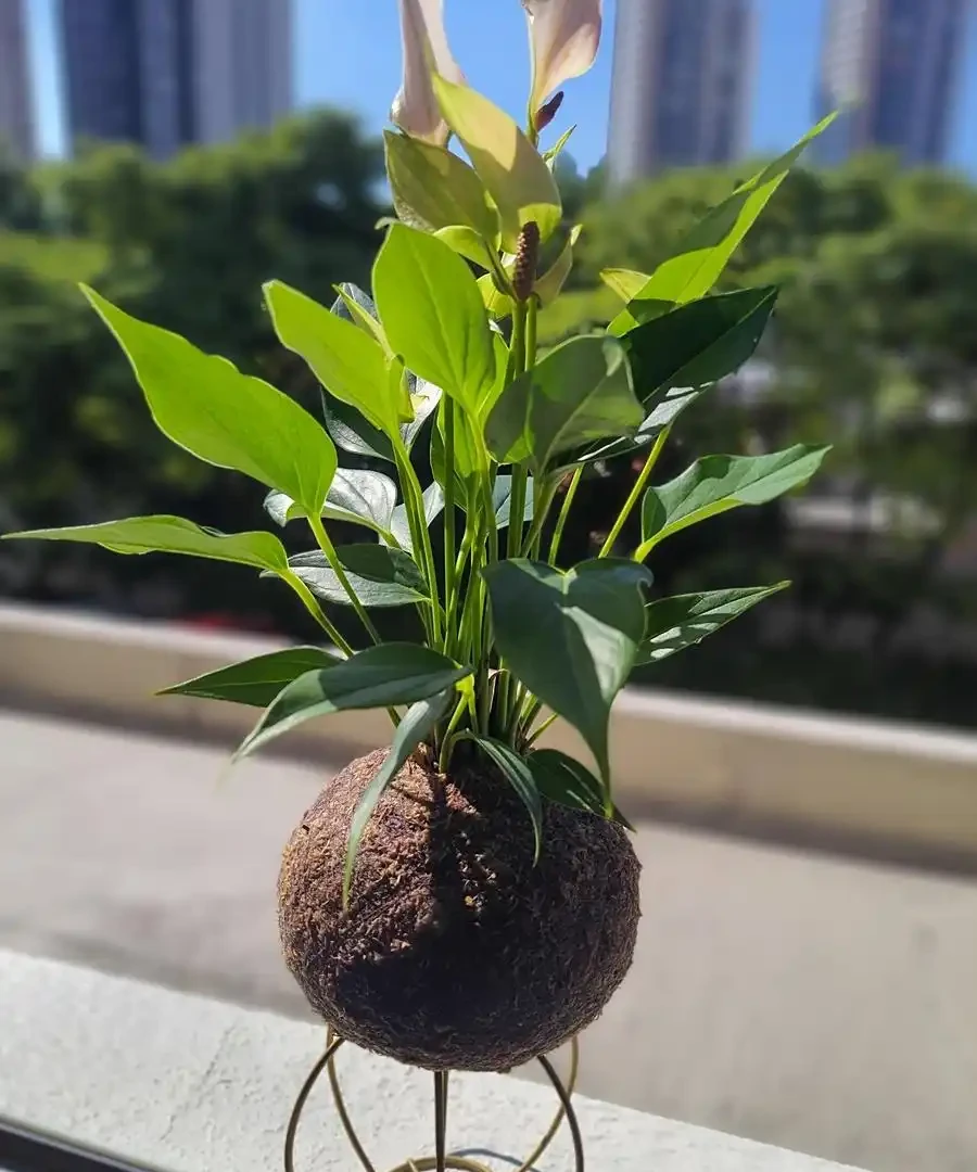 金鑽能水耕嗎