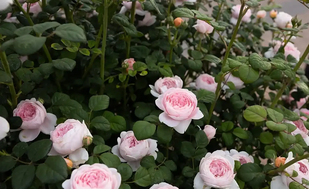 薔薇是玫瑰嗎