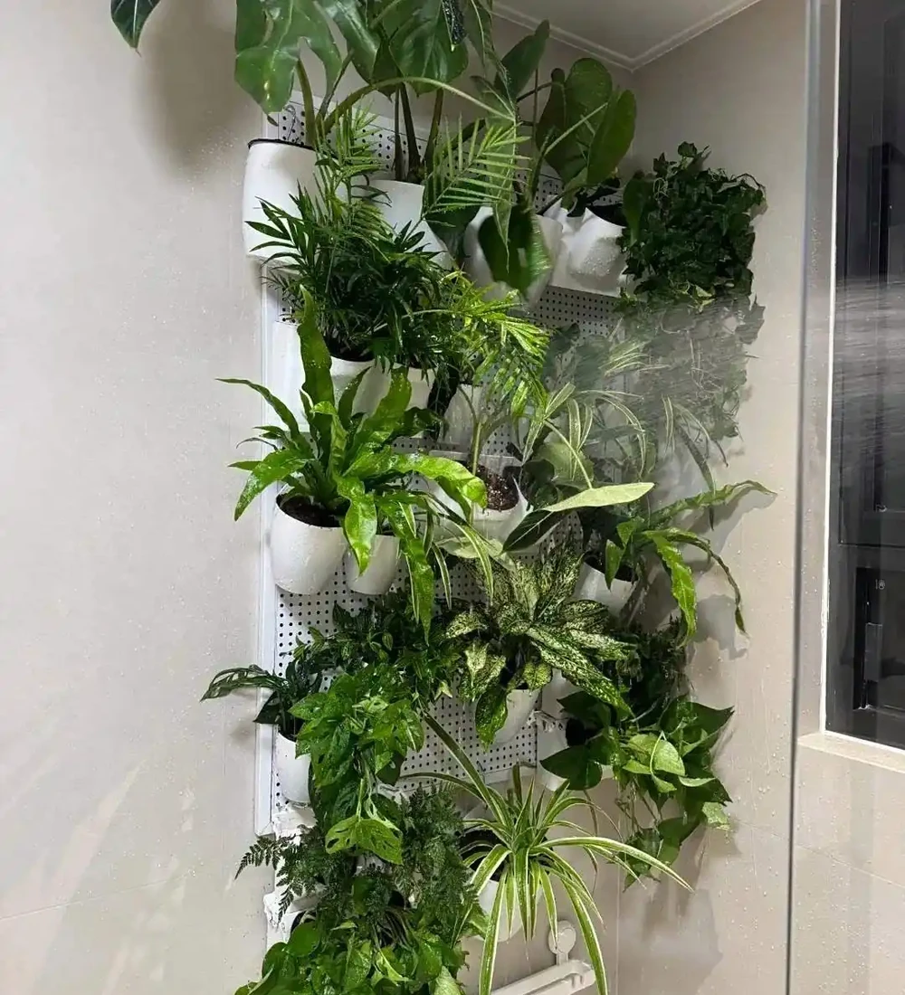 深圳男子 衛生間塞滿綠植,兜蘭開花驚豔!網友靈魂提問笑噴