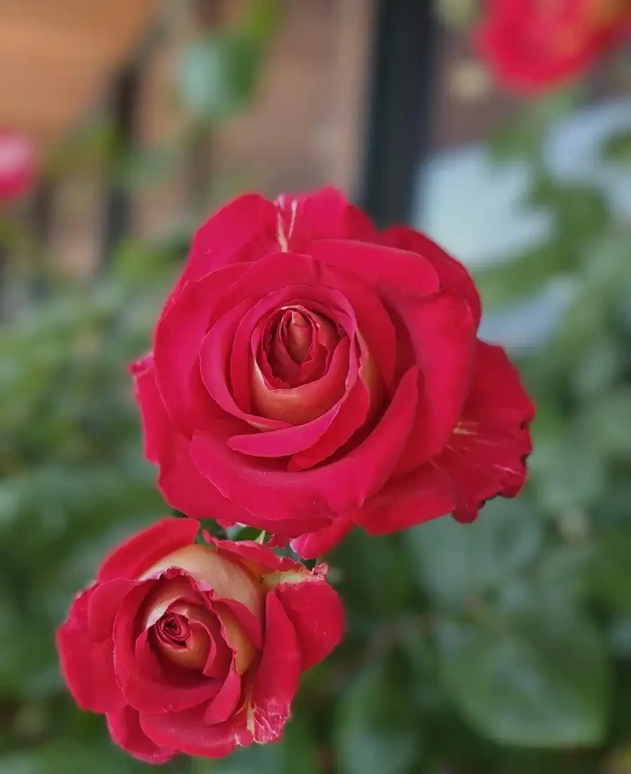薔薇是玫瑰嗎