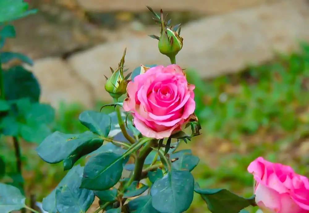 薔薇是玫瑰嗎
