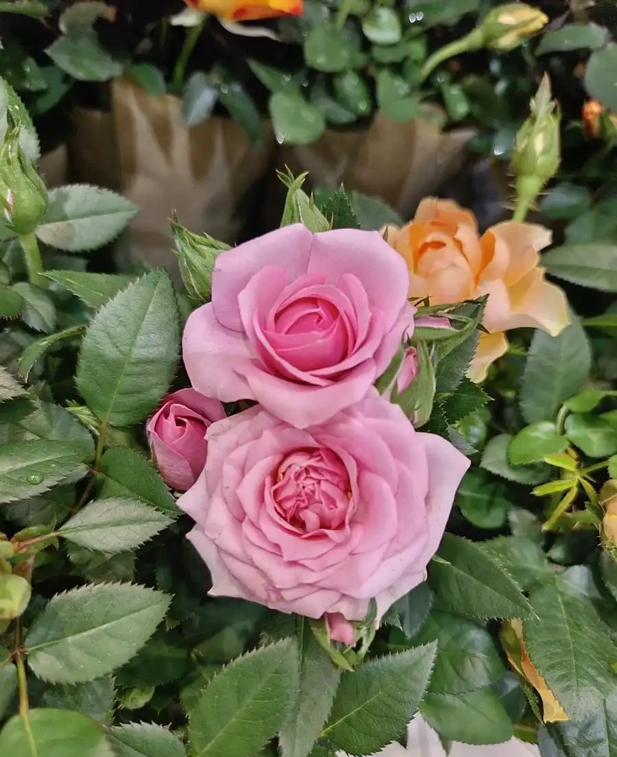 薔薇是玫瑰嗎