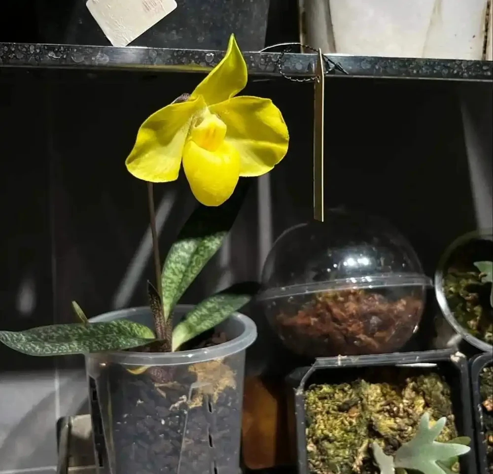 深圳男子 衛生間塞滿綠植,兜蘭開花驚豔!網友靈魂提問笑噴