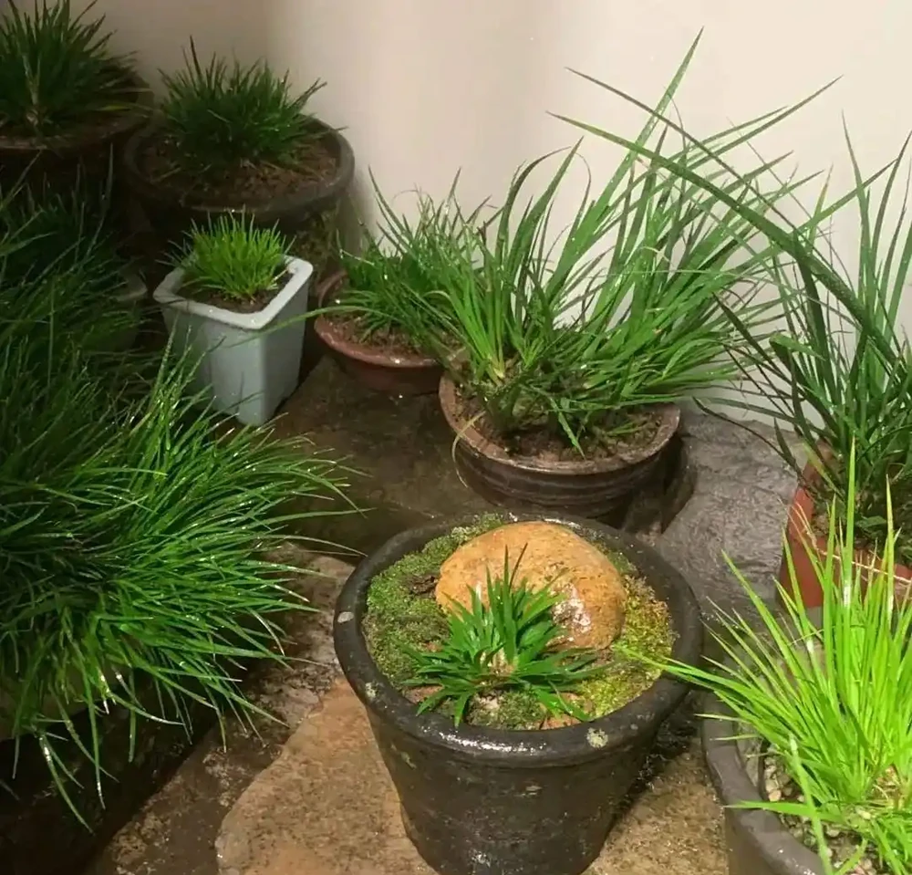 深圳男子 衛生間塞滿綠植,兜蘭開花驚豔!網友靈魂提問笑噴