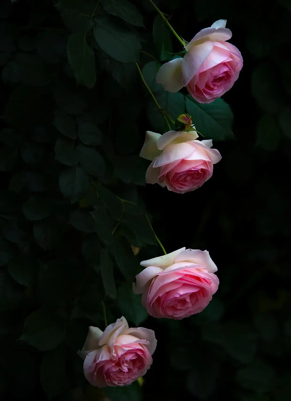 薔薇是玫瑰嗎