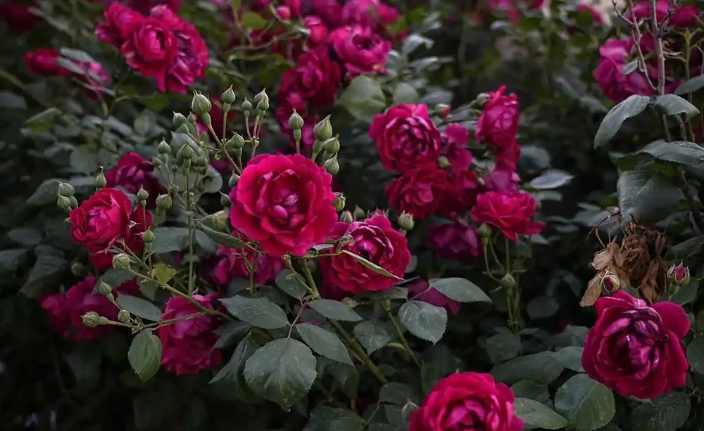薔薇是玫瑰嗎