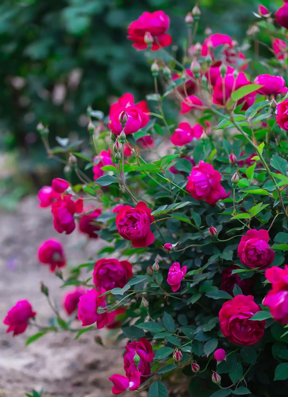 薔薇是玫瑰嗎