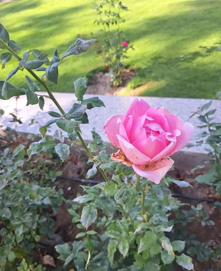 薔薇是玫瑰嗎