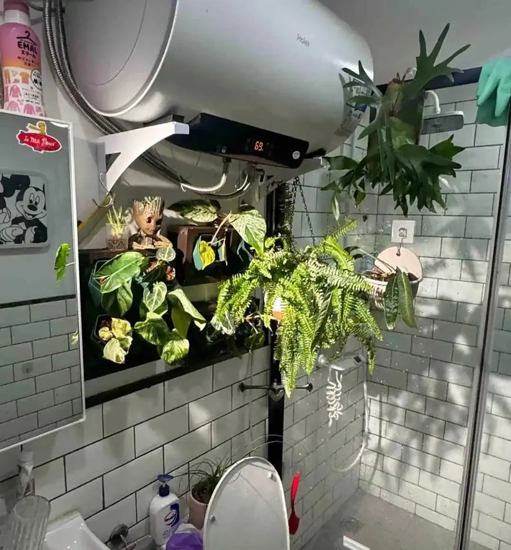 深圳男子 衛生間塞滿綠植,兜蘭開花驚豔!網友靈魂提問笑噴