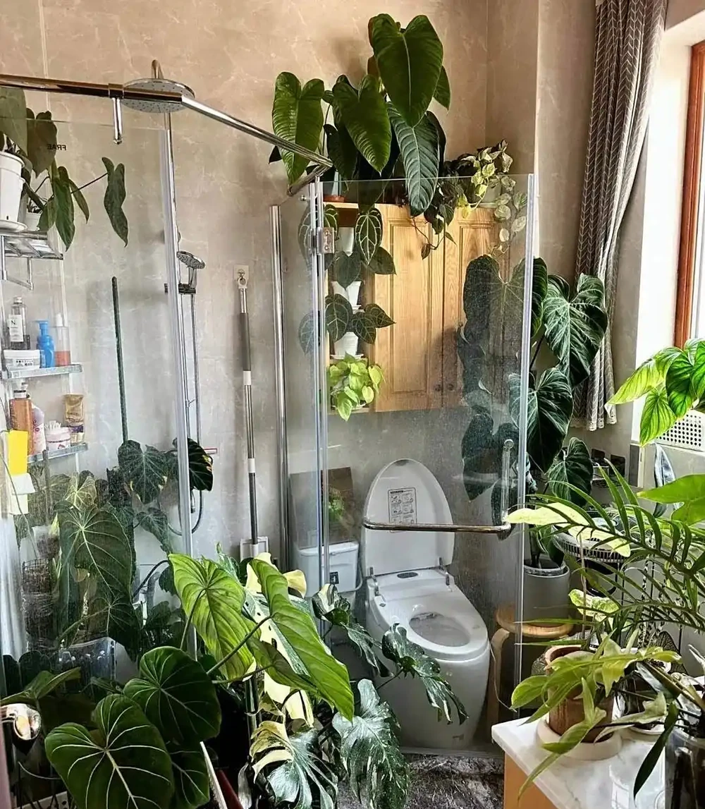 深圳男子 衛生間塞滿綠植,兜蘭開花驚豔!網友靈魂提問笑噴