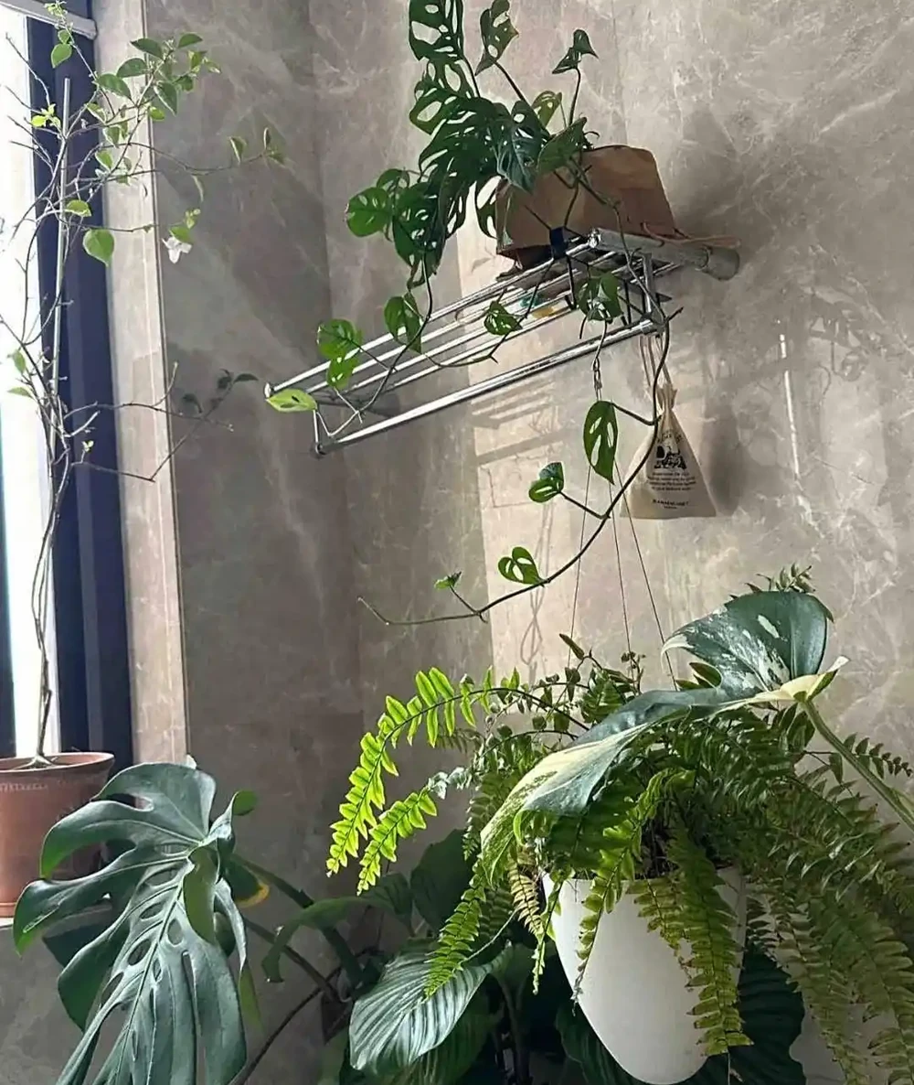 深圳男子 衛生間塞滿綠植,兜蘭開花驚豔!網友靈魂提問笑噴