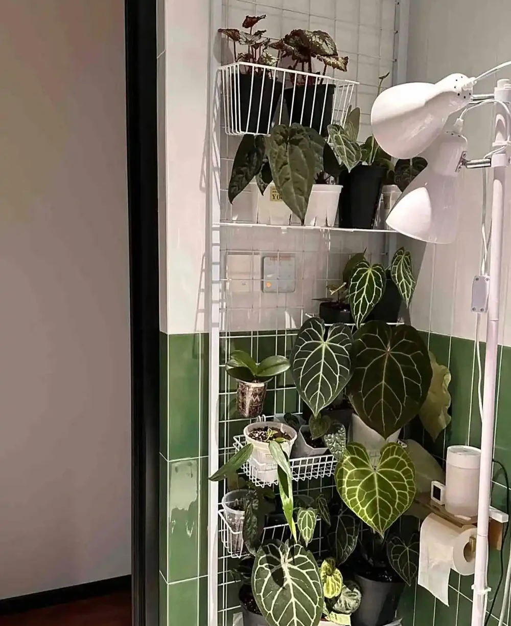 深圳男子 衛生間塞滿綠植,兜蘭開花驚豔!網友靈魂提問笑噴