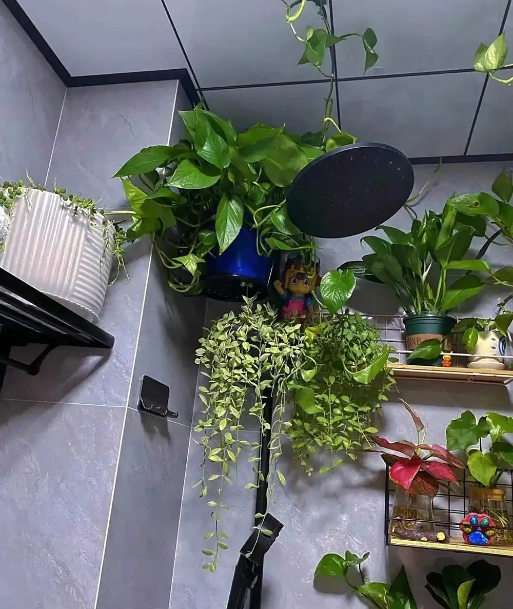 深圳男子 衛生間塞滿綠植,兜蘭開花驚豔!網友靈魂提問笑噴